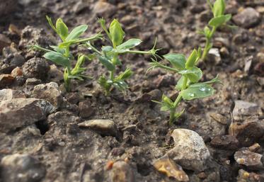 S'il y a eu des retards dans les semis, les pois et féveroles d'hiver se développent bien.