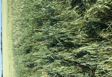 Chaque agriculteur a droit à une Indemnité de solidarité nationale lorsqu'un aléa climatique cause des pertes de récolte exceptionnelles.