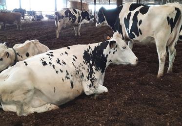 Grâce à la litière d’anas de lin, qui est malaxée deux fois par jour, les animaux sont moins stressés.