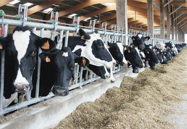 Une exposition au stress thermique d’un troupeau de 70 vaches laitières pendant 30 jours engendrerait une perte laitière de 1 à 1,50 euro par vache par jour, soit environ 3 000 euros par mois.