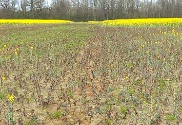 En Sologne, certaines parcelles de colza subissent des pertes importantes.