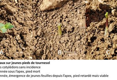 Synthèse des stratégies de lutte évaluées au champ par Terres Inovia.