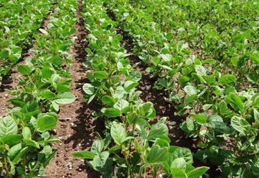 Une parcelle de soja propre.