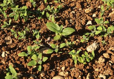 Parcelle de tournesol dont la levée est en concurrence avec du chénopode.