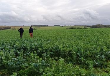 Mieux connaître les atouts des plantes compagnes est l'objectif d'une enquête lancée auprès des agriculteurs.