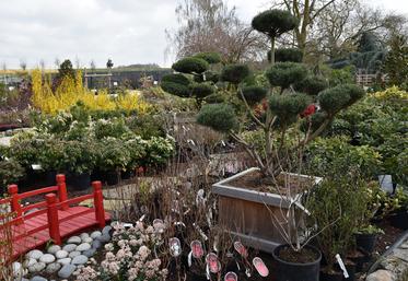 La filière horticole et pépinière d’Île-de-France est à même de fournir les projets franciliens.