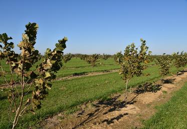 La culture de noisetiers est une piste de diversification solide, selon SeineYonne qui a pour objectif de mettre en place plusieurs centaines d’hectares de noisetiers sur son territoire.