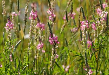 Le sainfoin, qui constitue un fourrage de qualité, est aussi un bon précédent pour toutes les céréales et est également intéressant avant un colza.