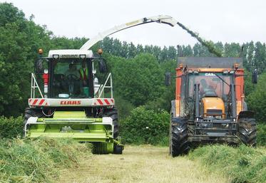 La récolte peut se faire avec une ensileuse ou à l'autochargeuse.
