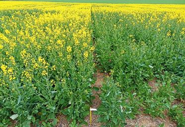 Différences de comportement entre deux variétés (essai de Faux-Vésigneul dans la Marne en 2023).