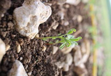 Les conditions climatiques douces favorisent la présence du puceron vert. Il est nécessaire d’observer les parcelles dès maintenant. 