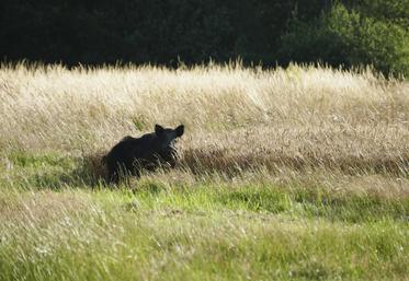 La FNSEA 41 a mis en place des formations visant à former des piégeurs agréés.