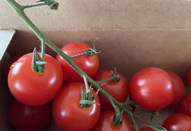 Alors que la saison des tomates françaises bat son plein, les supermarchés mettent en rayon des tomates marocaines ou espagnoles. Intolérable, selon la filière.