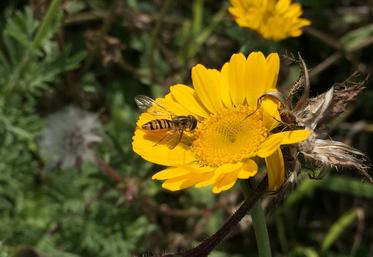 Reconnaître et favoriser les auxiliaires de culture est l'objectif des formations biodiversité.