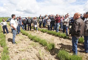 Vendredi 17 mai, à Dangeau. Le jeune éleveur Victor Forge (à g.) a expliqué les difficultés de désherbage de sa nouvelle parcelle de lavande, travail manuel requis. 