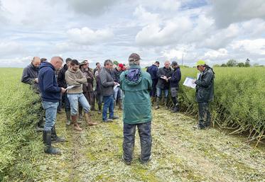 Le 23 mai, à Digny. La Chambre et Terres Inovia, Dominique Delaunay (à d.) et julien Charbonnaud (de dos), ont fait le tour de l'actualité autour du colza et présenté quarante-six variétés.