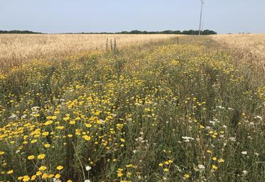 Vendredi 7 juin, à Gouzangrez (Val-d'Oise), la chambre d'Agriculture organise une visite de bandes fleuries. Leur but : favoriser les auxiliaires de culture et nourrir les pollinisateurs.