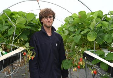 Vincent Portier vit sa première campagne en tant que producteur de fraises à Tour-en-Sologne. Pour le moment, la récolte se passe bien malgré un manque de main d'œuvre qui pose des soucis au quotidien. 