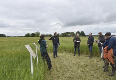 Mardi 28 mai, à Neauphlette (Yvelines). Lors de la visite d'essais bio organisée par la Chambre, plus d'une quarantaine de variétés de blé étaient exposées sur la parcelle et classées en fonction de différents critères : couleur, tolérance à la maladie, rendement, etc. 