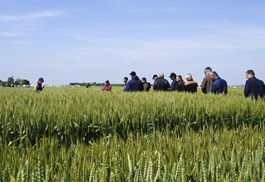 Lundi 3 juin, à Crucheray. Les agriculteurs du secteur de Beauce se sont réunis pour la visite d'essais organisée par la chambre d'Agriculture.