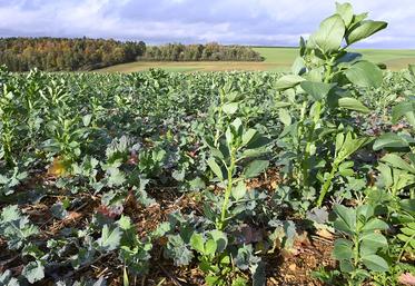Colza associé à de la féverole.
