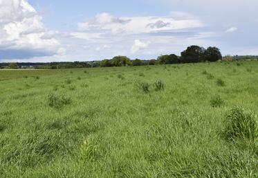 Des résultats d’essais ont montré l’intérêt technico-économique de la valorisation des effluents d’élevage par rapport à celui des produits fertilisants ou amendements autorisés en bio. 