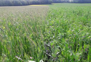 Les espèces du méteil doivent présenter des précocités comparables, être tolérantes aux maladies, et au froid pour les protéagineux semés à l’automne.