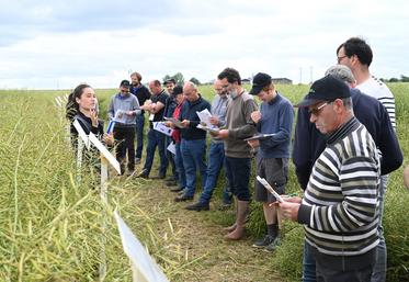 Mercredi 5 juin, à Danzé. Les agriculteurs ont participé à la visite d'essais organisée par la chambre d'Agriculture dans le secteur Perche.