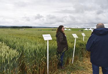 Vendredi 14 juin, à Vallangoujard (Val-d'Oise). Mathilde Guilloux, conseillère technique à la chambre d'Agriculture, a présenté les résultats des essais variétés blé tendre.