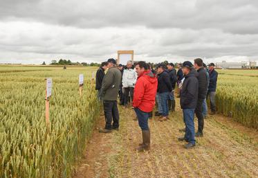 Vendredi 14 juin, à Villemaury. Le groupe Axéréal a mis en place une belle plateforme d'essais, orientée agriculture régénérative.