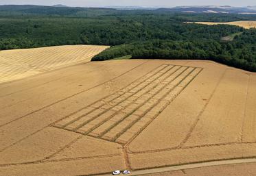 Essais variétés de colza à maturité.