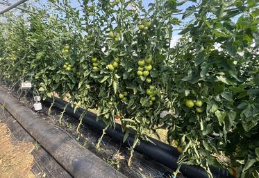 Les gaines souples remplies d'eau accumulent la chaleur en journée et restituent les calories la nuit. 