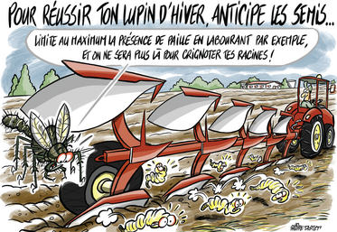 Terres Inovia conseille de préparer le sol un mois avant le semis, afin d’enfouir au maximum les pailles du précédent, et de ne plus toucher au sol.