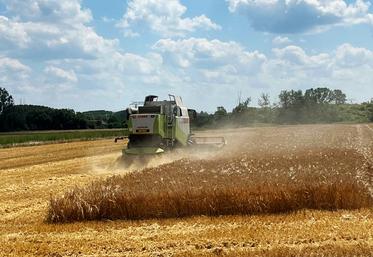 La moisson commence à des dates plus classiques, soulignent les Jeunes agriculteurs.