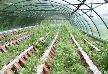 À Oinville-sur-Montcient (Yvelines), l'escargotière de 350 m2 de la Ferme du Colimaçon reçoit et fait grandir les naissains.