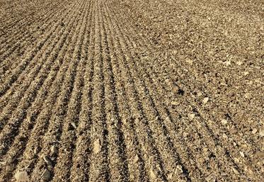 La réussite de l’implantation du colza est une phase cruciale pour obtenir une culture robuste, peu sensible aux insectes d’automne.