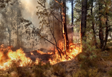 L'été dernier en Loiret, 495 hectares de végétation sont partis en fumée.