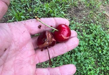 Tombée en excès ces derniers mois, l'eau a fait éclater les cerises.