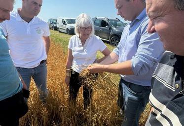 Guercheville, jeudi 18 juillet. La vice-présidente de la Région visite une parcelle de céréales touchée par la grêle.