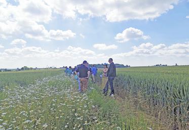 Visite de bandes fleuries et découverte de leur intérêt ont été au coeur de la journée du 7 juin dernier.