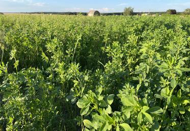 Champ de luzerne en Eure-et-Loir.