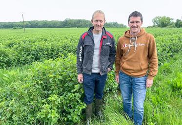 Emmanuel Dufer et Jérôme Durand se sont lancés dans la plantation de cassis pour une coopérative, mais le premier en garde un peu pour parfumer une des ses bières artisanale La Bonn'Vallée, la K6.