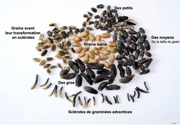 Les différentes catégories de sclérotes. 