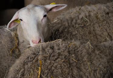 Le sérotype BTV3 de la FCO a été identifié dans des élevages du nord de la France. Il affecte les ruminants domestiques et sauvages.