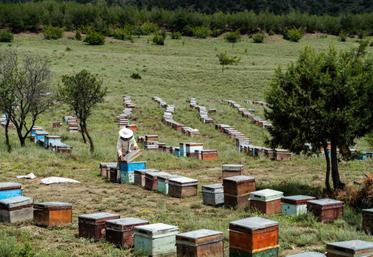 En 2023, en France et dans les départements d’outre-mer, 63 415 apiculteurs ont réalisé une production de miel estimée à 29 857 tonnes.