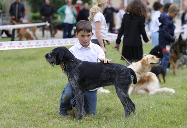 Toute l'année, des expositions canines sont organisées pour les chiens inscrits au Lof (Livre des origines français). Comme ici à Spoir (Eure-et-Loir), le 16 juin, où cette drahthaar concourt avec son jeune maître dans la catégorie Jeunes présentateurs.