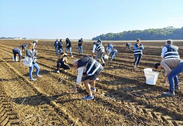 Les volontaires présents ramassent les pommes de terre qui sont passées au travers de la machine de récolte.