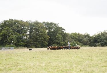 Dimanche 6 octobre, à Bouglainval. La Ferme autour du grain a accueilli le championnat de France inter-races de chiens de troupeau.