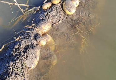 Les pommes de terre de Louis Gaujard, à Vennecy, baignent depuis plusieurs jours à la suite de l'excès d'eau dû notamment au passage de la tempête Kirk.