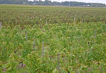 Un bilan de mi-parcours permet de faire état des avancées en cours au sein du vignoble de la Loire, dans le cadre du plan de filière Loire 2030. 